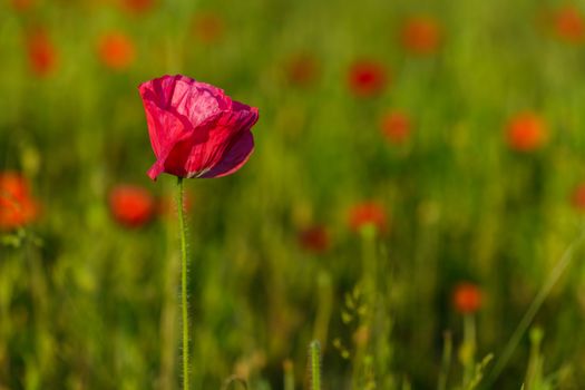 Field of poppies in Springtime