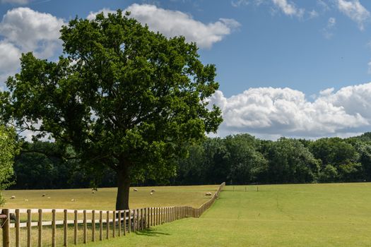 Wooden fence and tree with blue sky in the English Countryside