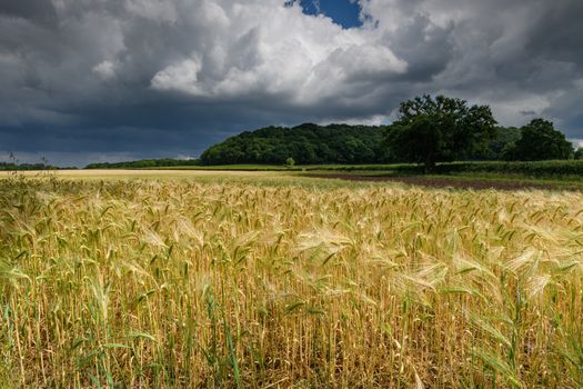 Agriculture field of crops and storm clouds in England