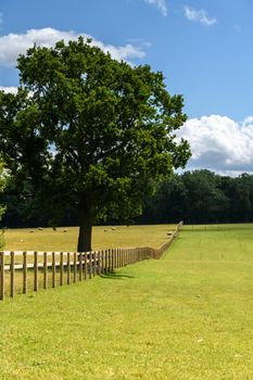 Wooden fence and tree with blue sky in the English Countryside