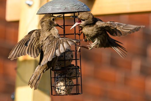 Starlings birds on a bird feeder