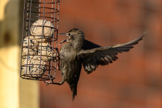 Starlings birds on a bird feeder