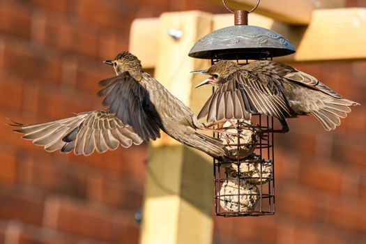 Starlings birds on a bird feeder
