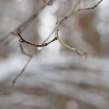 branch with frozen drops at winter season