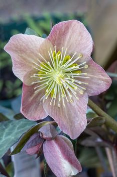 Helleborus x ballardiae 'Merlin' Spring Promise a winter springtime flower plant 