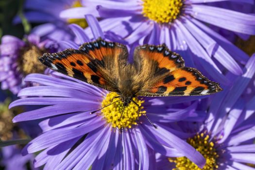 Painted Lady Butterfly (Vanessa cardui) with wings outstreached resting on a verbena bonariensis flower