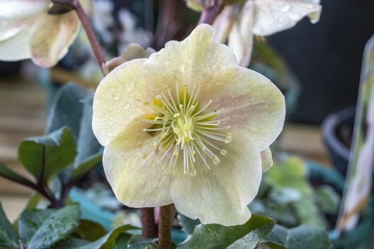 Helleborus x ballardiae 'Cinnamon Snow' a winter spring flower plant 