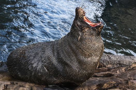South American Fur Seal (Arctocephalus australis) a common large wild sea life animal mammal yawning
