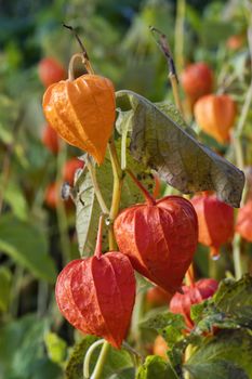 Physalis alkekengi var. franchetii 'Zwerg' fruit with husk commonly known as Chinese Lantern