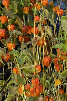 Physalis alkekengi var. franchetii 'Zwerg' fruit with husk commonly known as Chinese Lantern