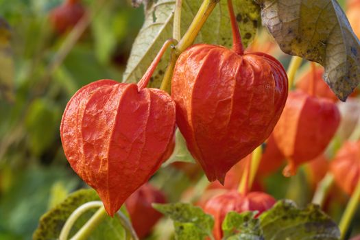 Physalis alkekengi var. franchetii 'Zwerg' fruit with husk commonly known as Chinese Lantern