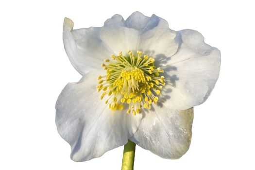 Helleborus x ballardiae 'Joseph Lemper' a winter springtime flower plant cut out and isolated on a white background