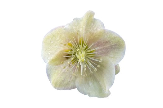 Helleborus x ballardiae 'Cinnamon Snow' a winter spring flower plant cut out and isolated on a white background