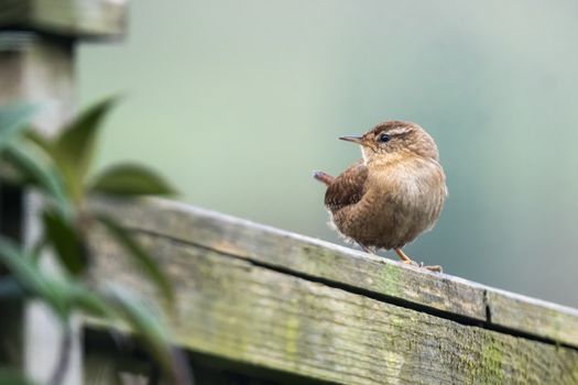 Wren bird perched on a fence which is a common British garden songbird found in the UK and Europe