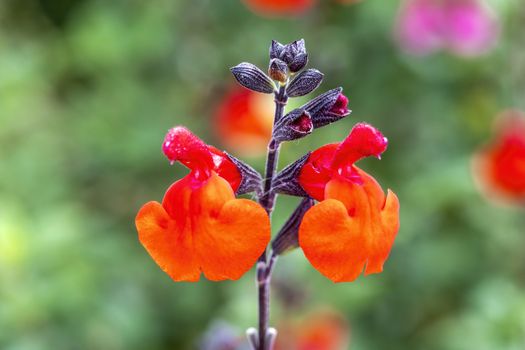 Salvia 'Royal Bumble' an herbaceous crimson red perennial spring summer flower plant commonly known as sage