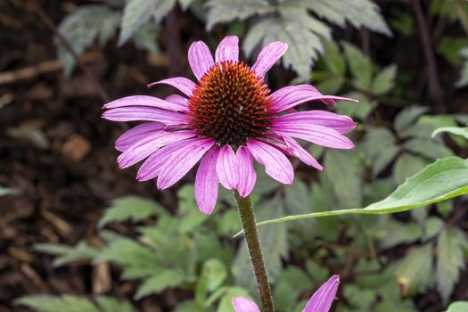 Echinacea purpurea 'Magnus' an herbaceous pink purple perennial summer autumn flower plant commonly known as coneflower