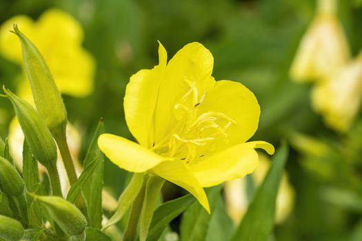 Oenothera odorata a yellow herbaceous springtime summer flower plant commonly known as evening primrose