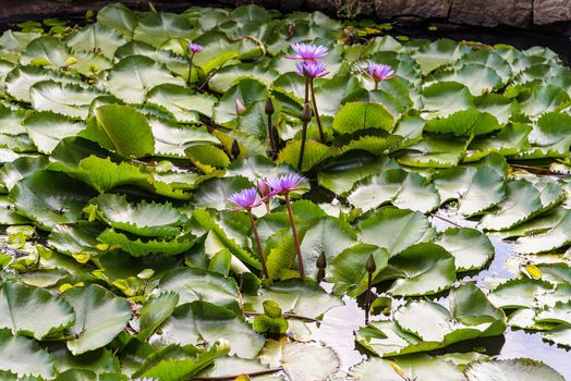 Dambulla, Sr Lanka, Aug 2015: Lotus flowers blooming in a pool