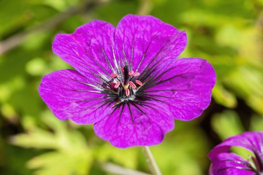 Geranium 'Anne Thomson' a magenta pink herbaceous springtime summer flower plant commonly known as cranesbill