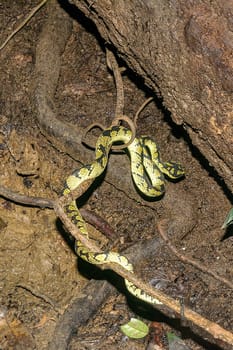 Deniyaya, Sri Lanka: The Green Pit Viper waiting to strike ite prey