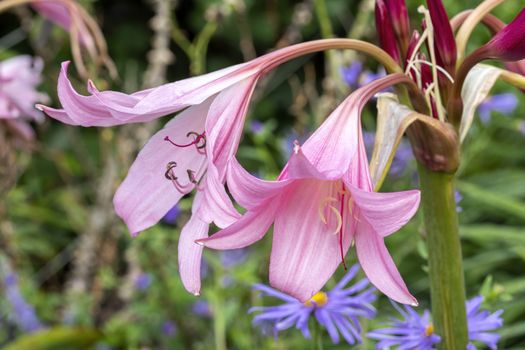 Crinum x powellii a pink late summer flower plant commonly known as swamp lily