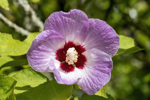 Hibiscus sinosyriacus 'Lilac Queen' a lilac pink springtime summer shrub flower plant commonly known as rose of Sharon or rose mallow