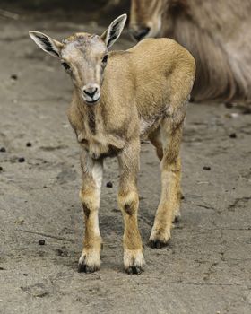 UK, Dudley Zoo - July 2015: TBarbary Sheep in captivity - young kid