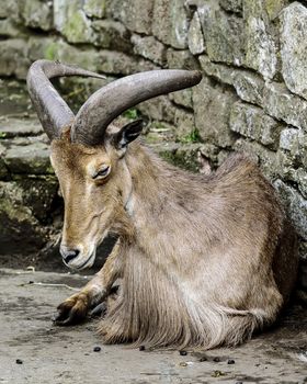 UK, Dudley Zoo - July 2015: Barbary Sheep in captivity - adult