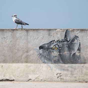 Essaouria, Morocco - September 2017: 
Sea gull on the harbour wall is being watched by a 'cat' painted on the wall