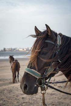 Essaouria, Morocco - September 2017: Two Horses wearing saddles and  harnesses stood waiting on the beach
