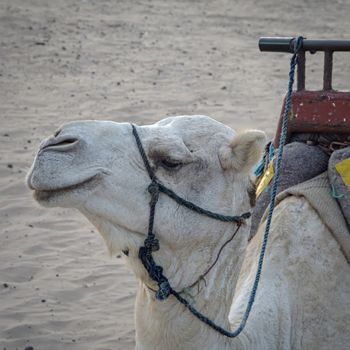 Essaouria, Morocco - September 2017: Essaouria, Morocco - September 2017: White camel at the beach
