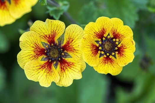 Potentilla 'Esta Ann' a yellow red flowered plant commonly known as cinquefoil