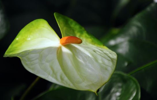 White anthurium on a black background, Queen Sirikit botanical garden, Thailand.