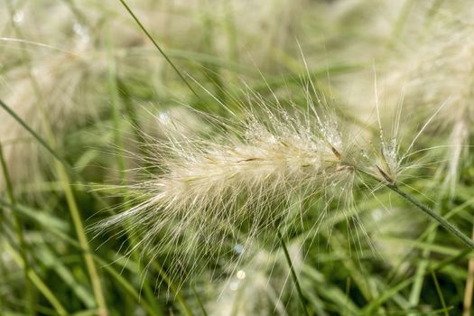 Pennisetum villosum 'Cream Falls' plant commonly known as feathertop grass