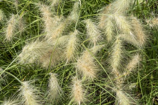 Pennisetum villosum 'Cream Falls' plant commonly known as feathertop grass