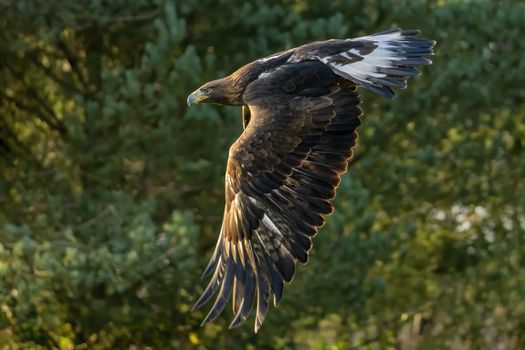 Golden Eagle (Aquila chrysaetos) raptor bird of prey flying and swooping in flight