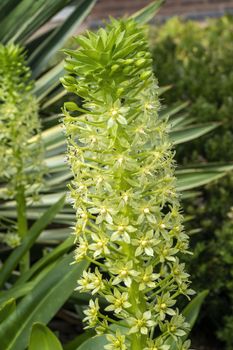 Eucomis montana a late summer autumn green flower plant commonly known as montane pineapple lily