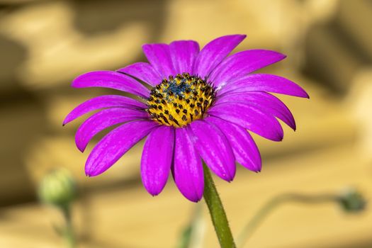 Osteospermum 'In The Pink'  a  summer autumn perennial flower plant commonly known as African Daisy or Cape Daisy