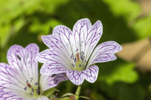 Geranium x oxonianum 'Lace Time' a purple pink herbaceous perennial spring summer flower plant commonly known as cranesbill