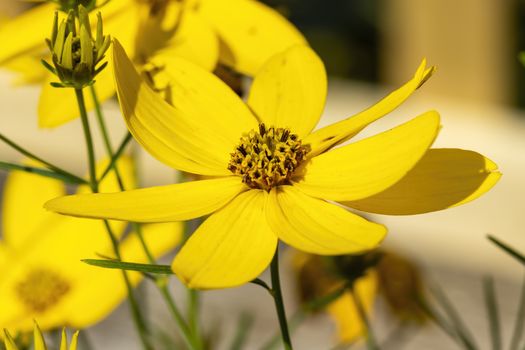 Coreopsis verticillata 'Zagreb' a yellow summer herbaceous  perennial, flower plant commonly known as tickseed