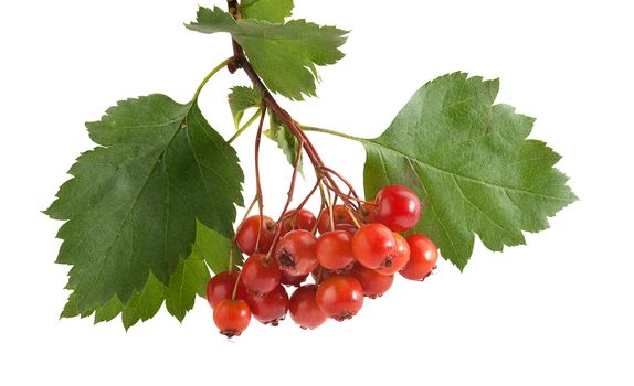 Isolated branch of hawthorn with berries and leaves