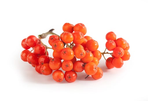 Isolated bunch of raw Rowan with berries on the white