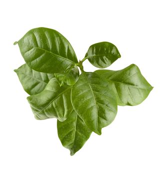 Isolated fresh green branch of coffee with leaves