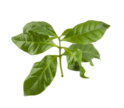 Isolated fresh green branch of coffee with leaves