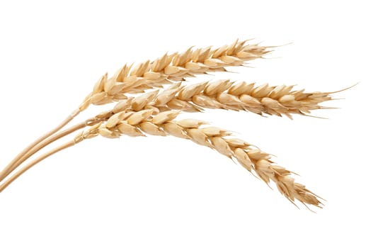 Three isolated spikelets of wheat on the white