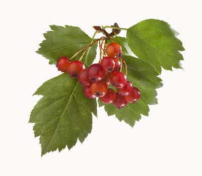 Isolated branch of hawthorn with berries and leaves