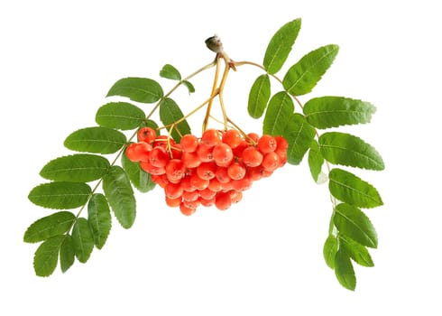 Bunch of raw Rowan with berries and leaves