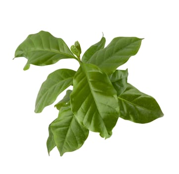 Isolated fresh green branch of coffee with leaves