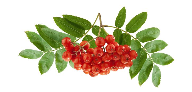 Bunch of raw Rowan with berries and leaves