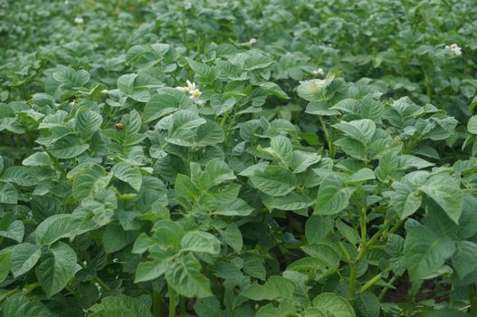 Green potato filed  with blossom plants